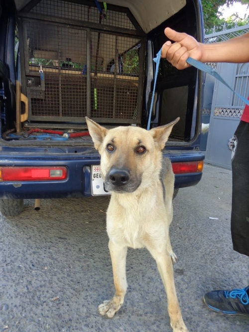 გერმანული ნაგაზი როკი