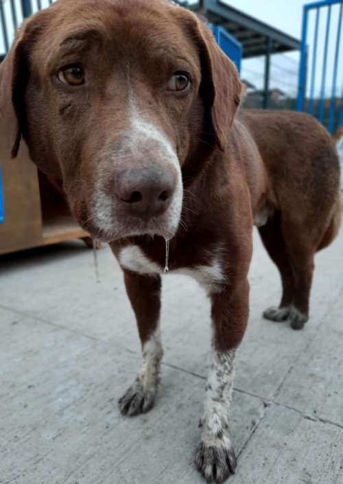 მეტისი უსახელო