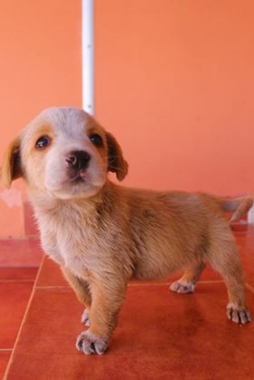 მეტისი უსახელო