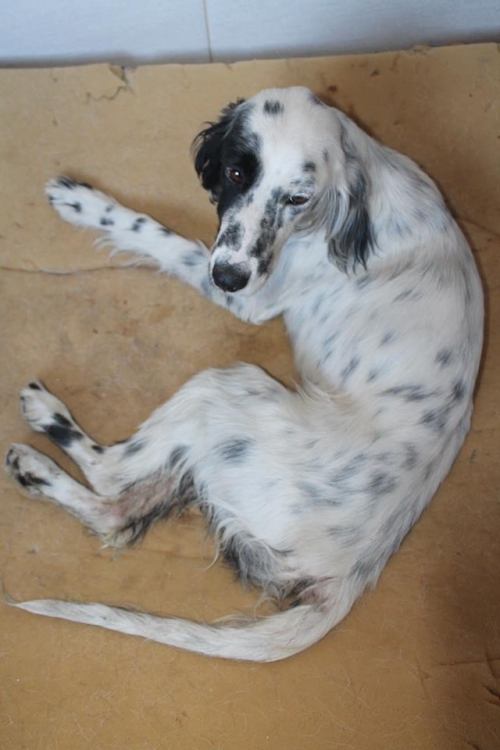 სეტერი უსახელო