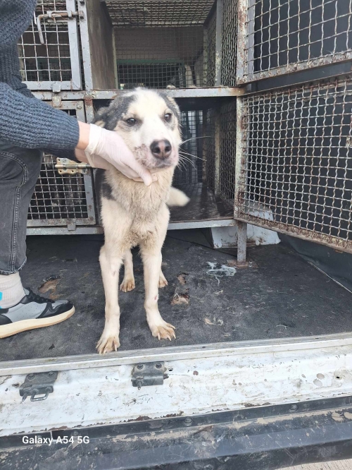 მეტისი გადმოყვანილია მუნიციპალური თავშესაფრიდან. მოსკოვის პროსპექტის ძაღლი