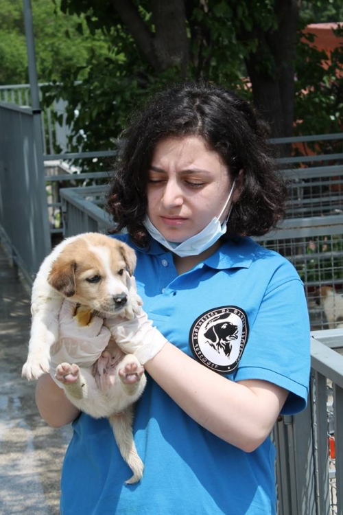 მეტისი უსახელო