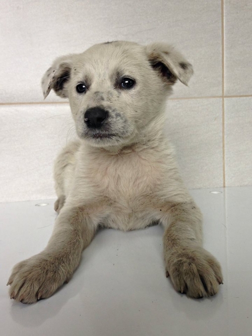 ლაბრადორი უსახელო