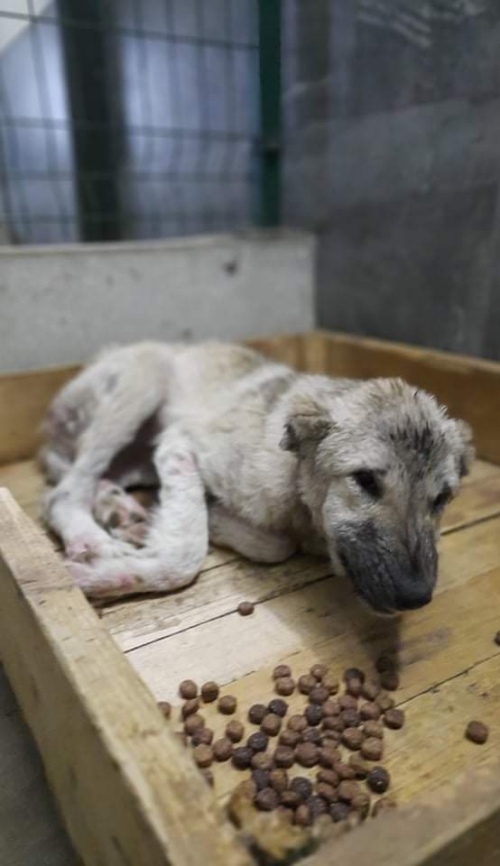 ქართული ქოფაკი თბილისის ზღვა