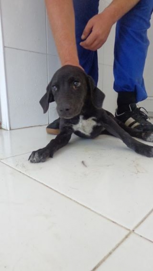 მეტისი უსახელო