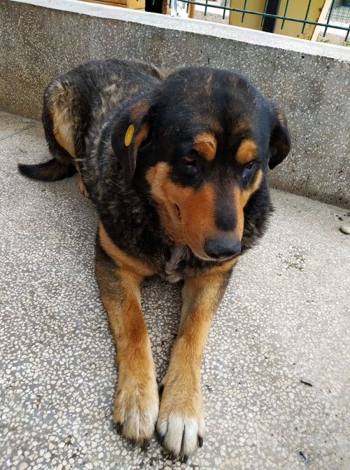 მეტისი გადმოიყვანა მუნიციპალურმა თავშესაფარმა