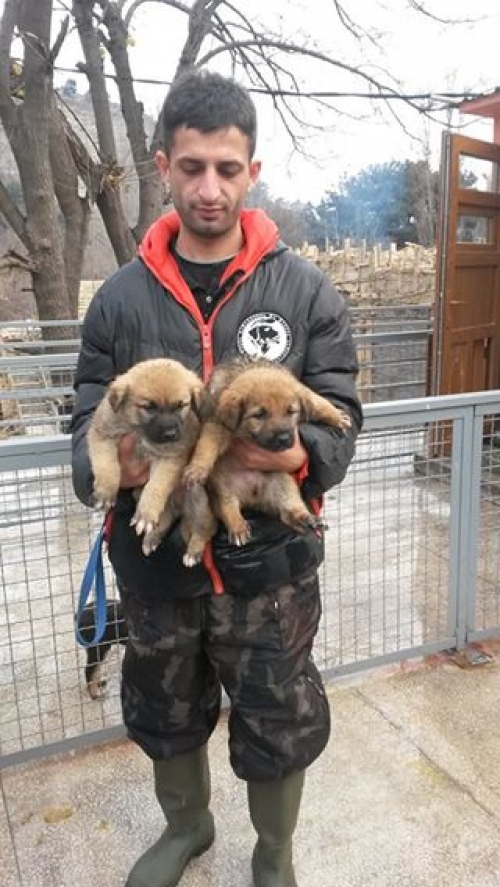 ქართული ქოფაკი უსახელო