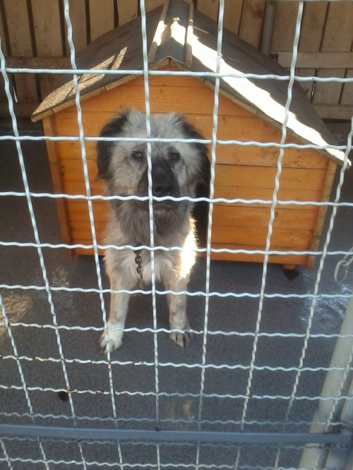 ქართული ქოფაკი ბუთა