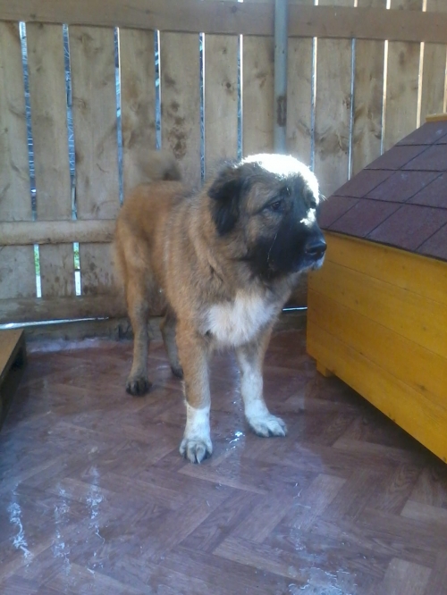 კავკასიური ნაგაზი ბომბორა