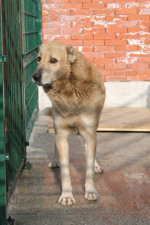 ქართული ნაგაზი ჯუბა