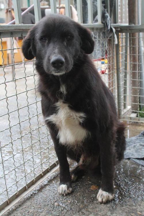 მეტისი უსახელო