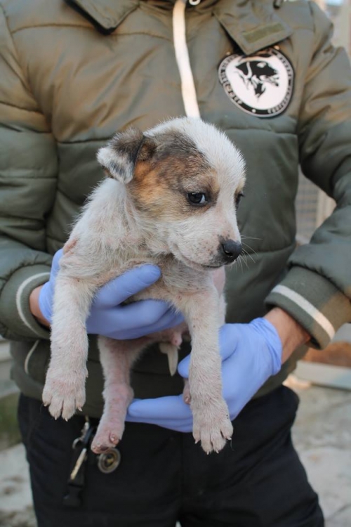 მეტისი უსახელო