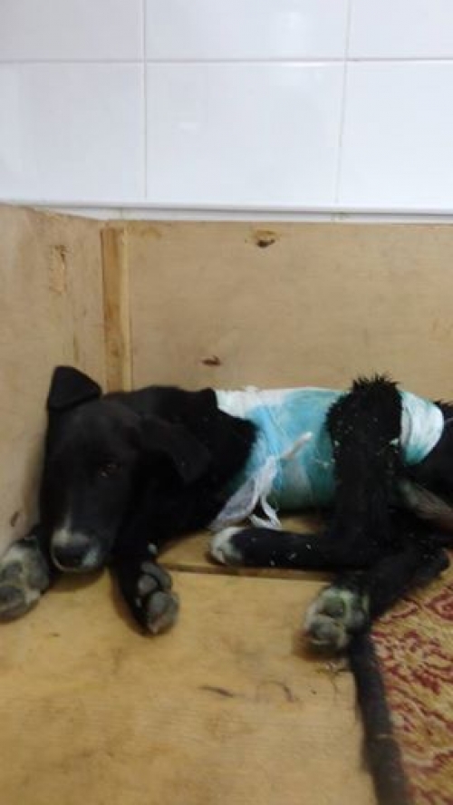 მეტისი უსახელო