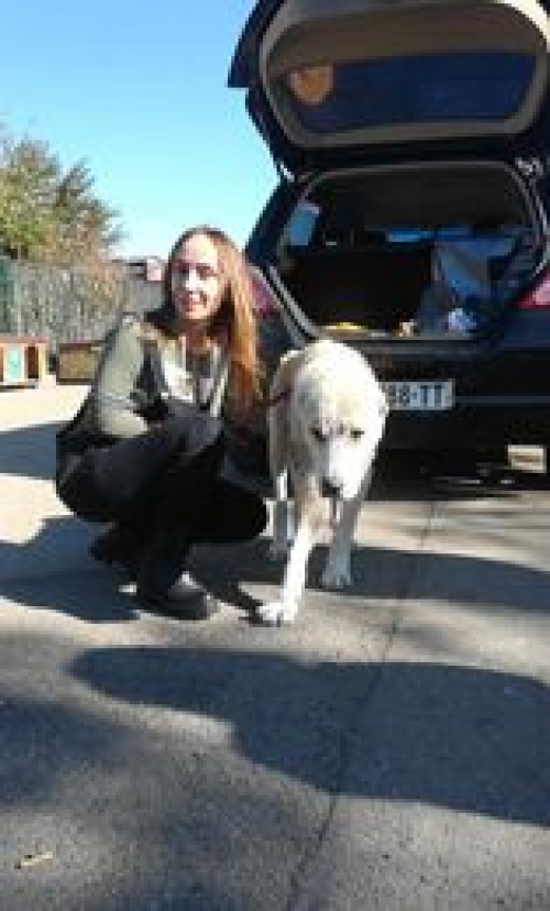 ქართული ნაგაზი ჟინვალი