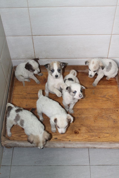 მეტისის ლეკვები უსახელო