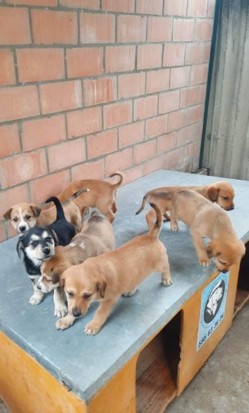 მეტისი კუსტბის ტერიტორიაზე ნაპოვნი