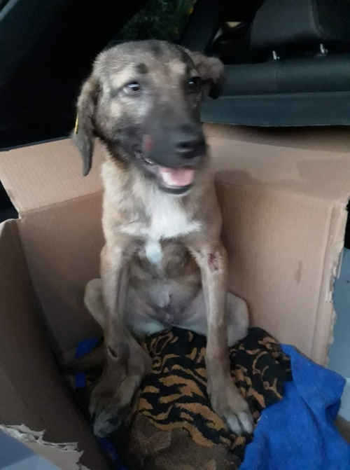 მეტისი უსახელო