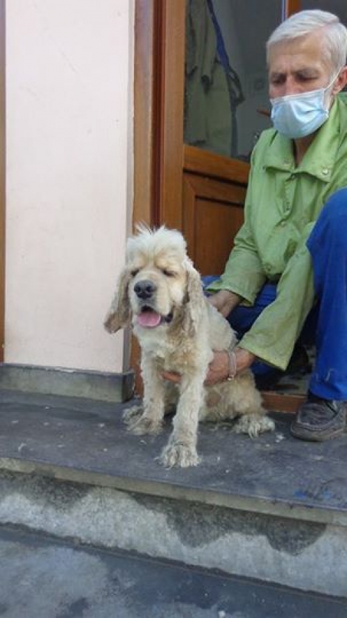 კოკერსპანიელი უსახელო