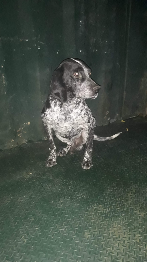 კურცხაარი უსახელო