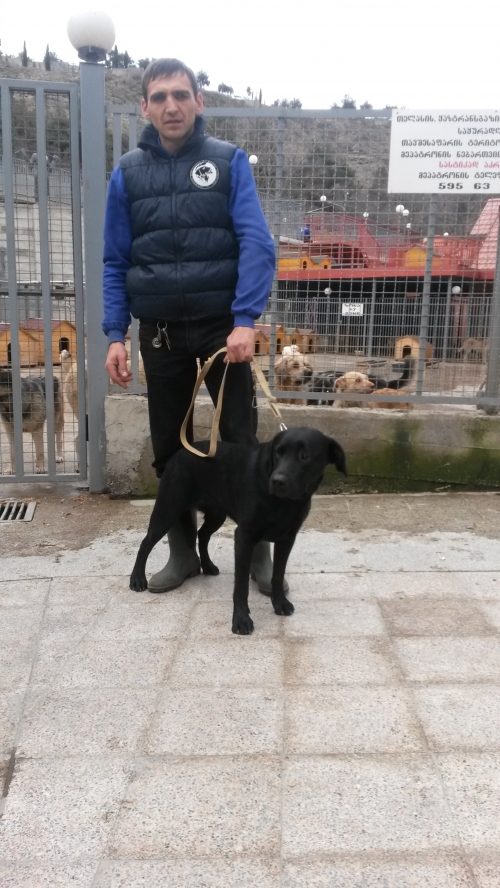 ლაბრადორი უსახელო