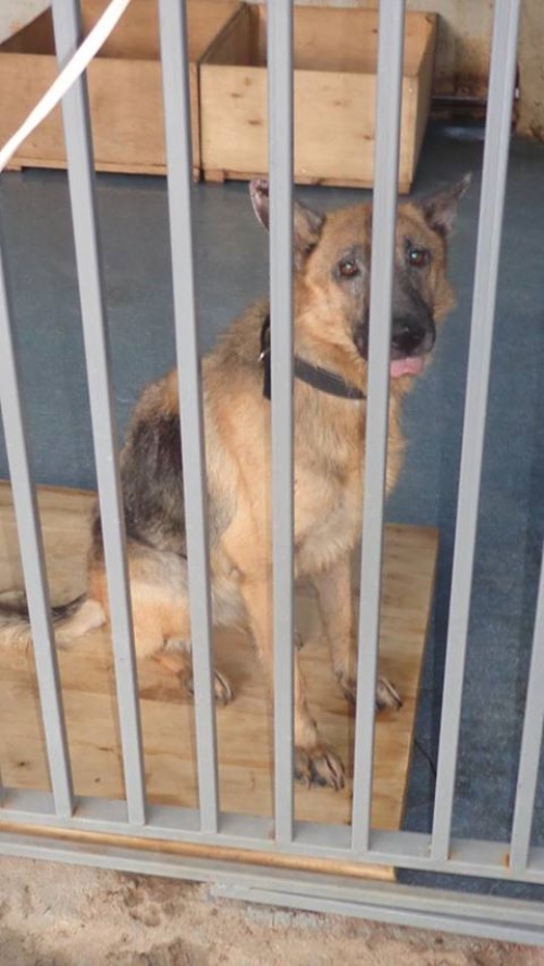 გერმანული ნაგაზი უსახელო