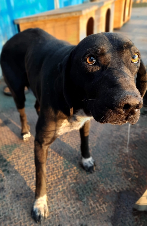 ლაბრადორი უსახელო