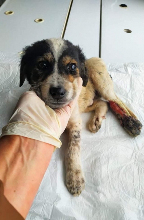 მეტისი ნაპოვნია. თელავი