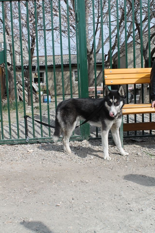 ლაიკა უსახელო