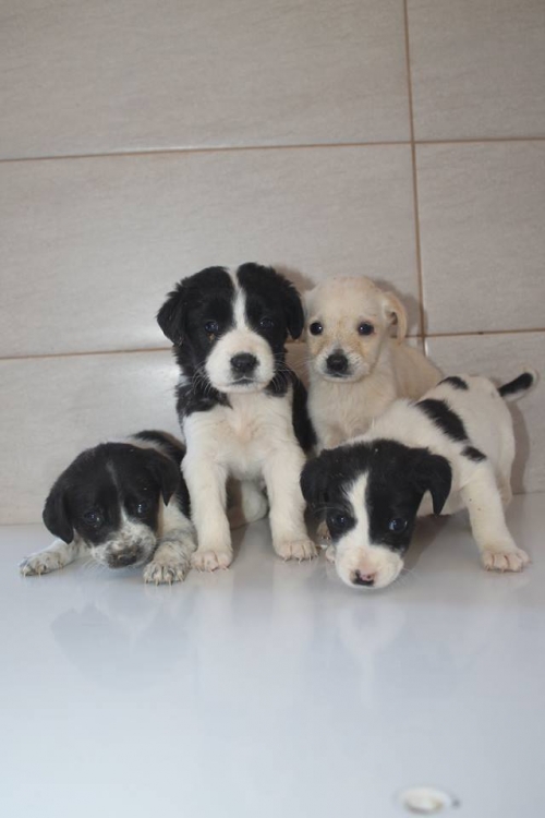 მეტისის ლეკვები უსახელო