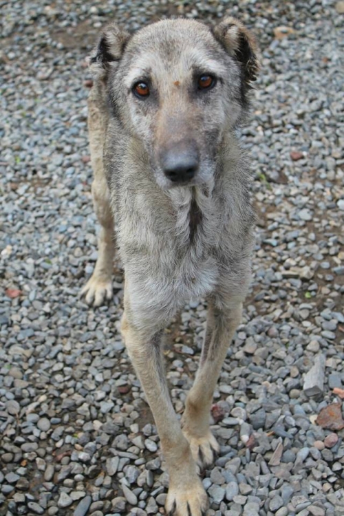 ქართული ქოფაკი ბორა