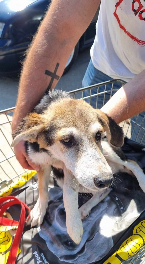 მეტისი ლაგოდეხი