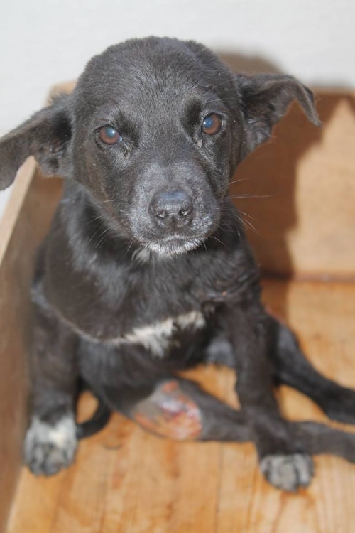 მეტისი უსახელო