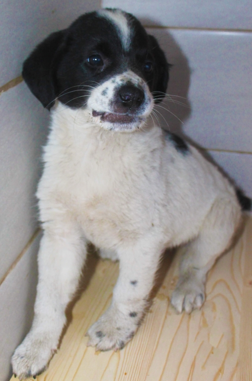 მეტისი უსახელო