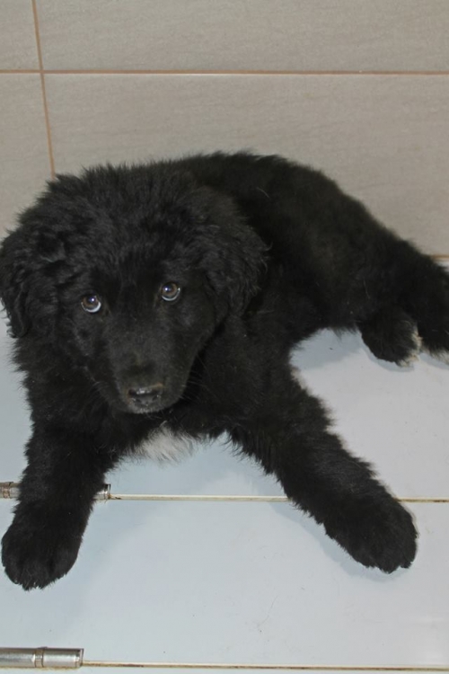 გერმანული ნაგაზის მეტისი მაქსი