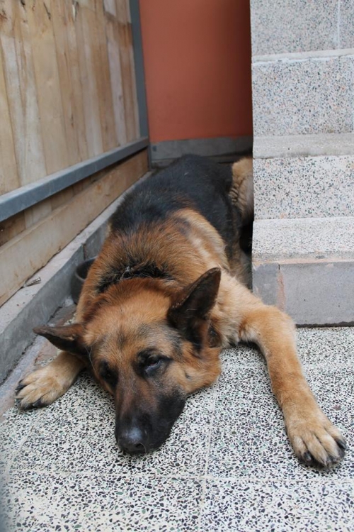 გერმანული ნაგაზი ჩარლი