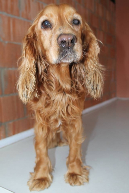 კოკერსპანიელი ბადემ