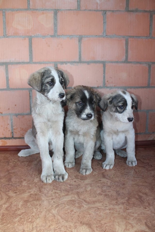 მეტისის ლეკვები უსახელო