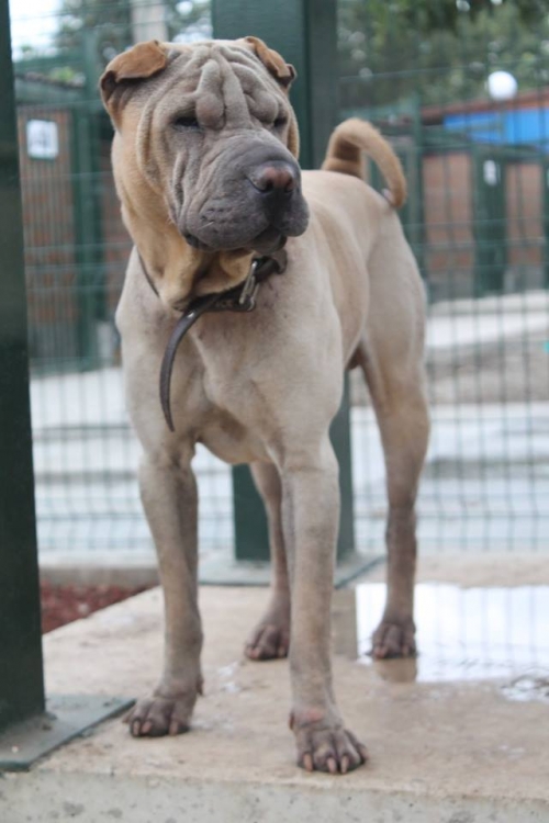 შარპეი უსახელო