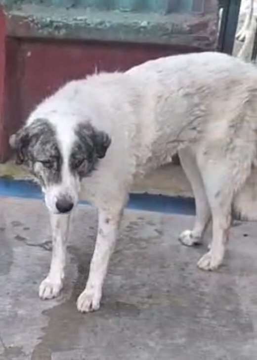 მეტისი. ჟინვალი