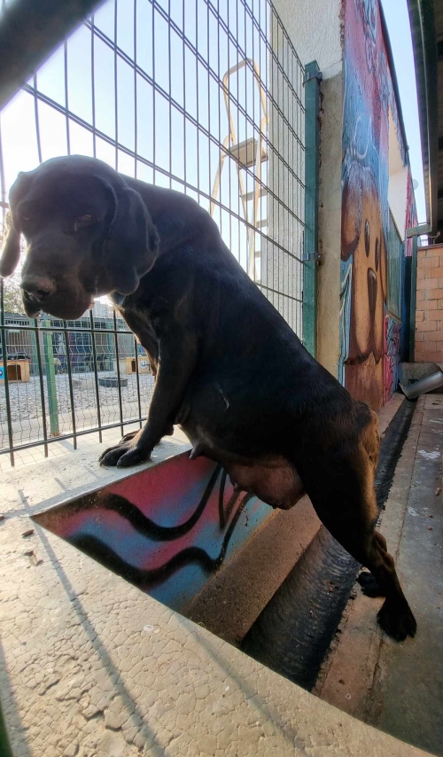 ლაბრადორი ზემო სამგორი