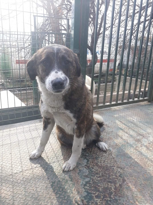 მეტისი ტორეზა