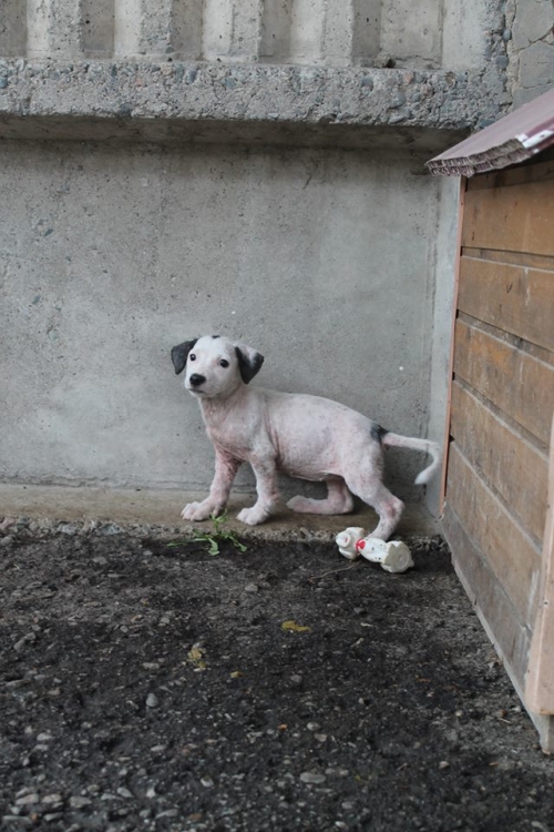 მეტისი უსახელო