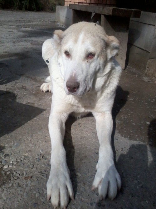 ქართული ნაგაზი ლედი