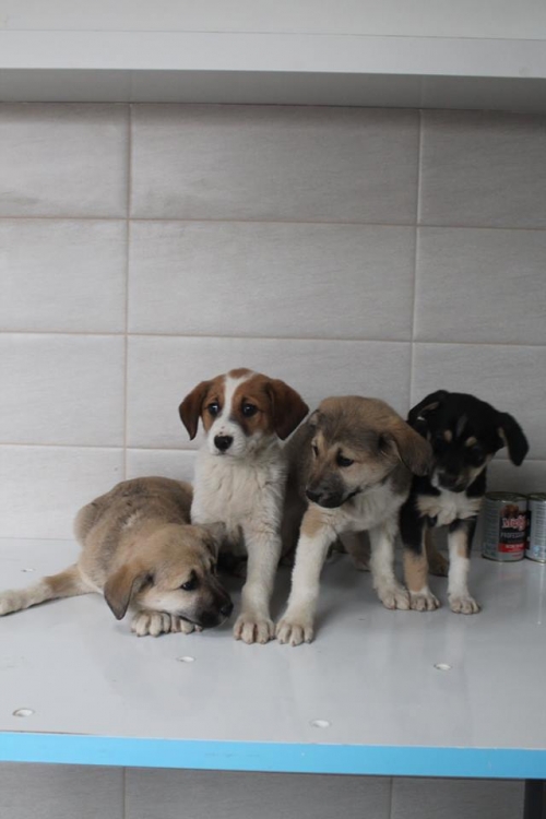 ქართული ქოფაკი უსახელო