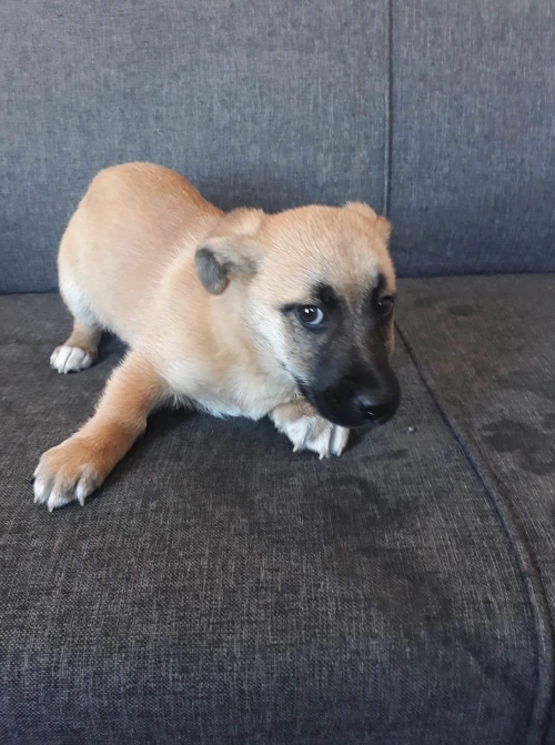 მეტისი ლესი