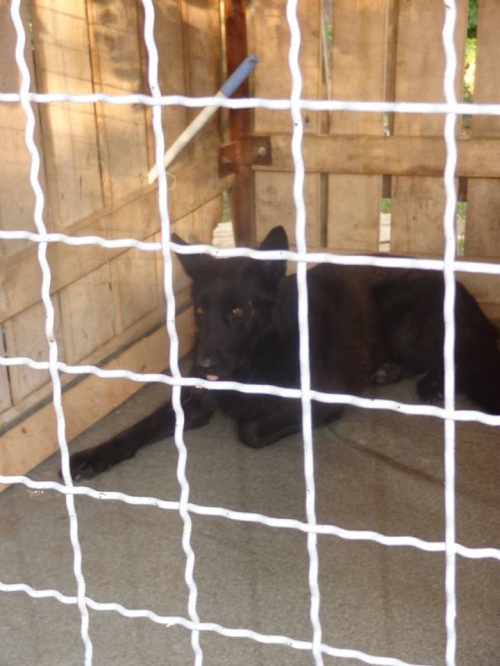 ბელგიური ნაგაზი ცეზარი