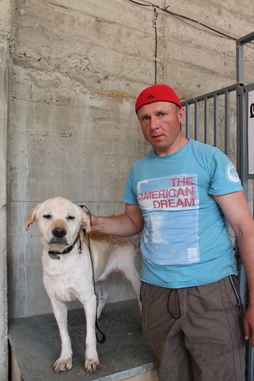 ლაბრადორი ბობო