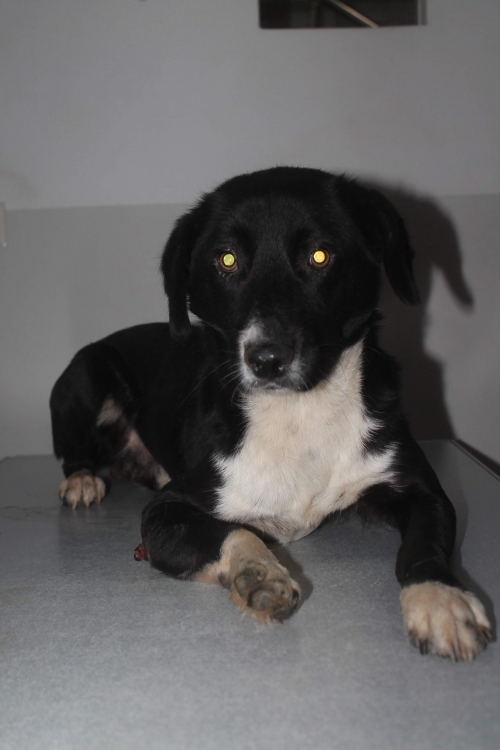 მეტისი უსახელო