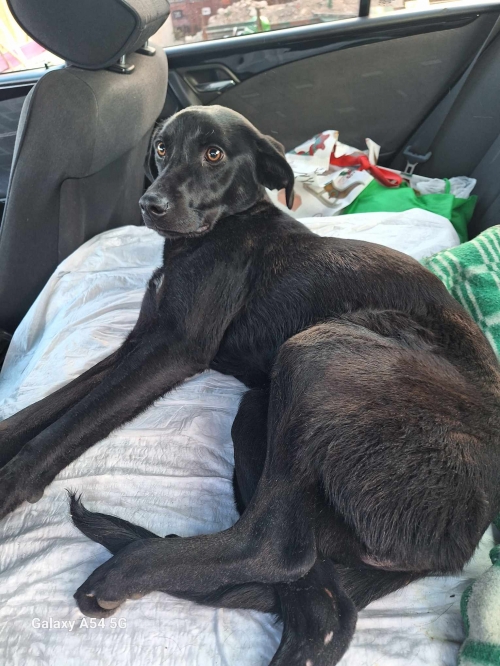 მეტისი ოზურგეთი