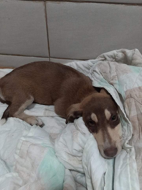 მეტისი ავლაბარი